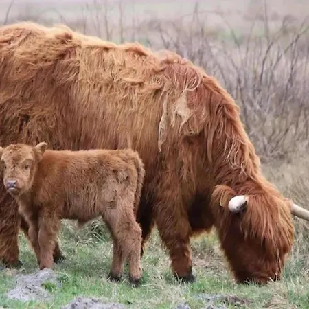 Strandslag 103 Ground Floor Julianadorp