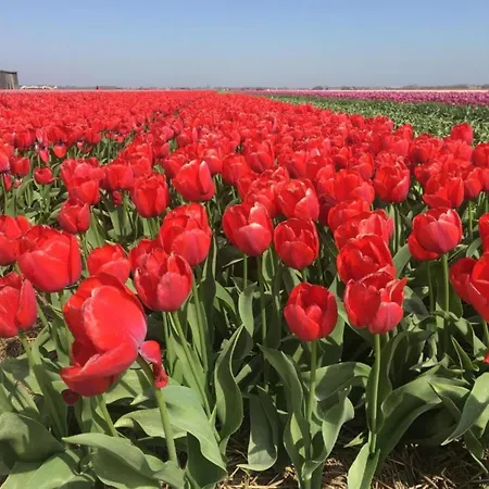 Strandslag 103 Ground Floor Lägenhet Julianadorp