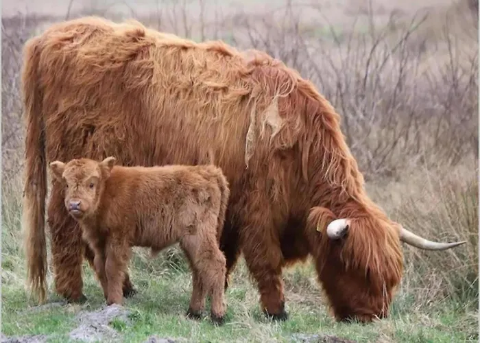 Strandslag 103 Ground Floor Julianadorp