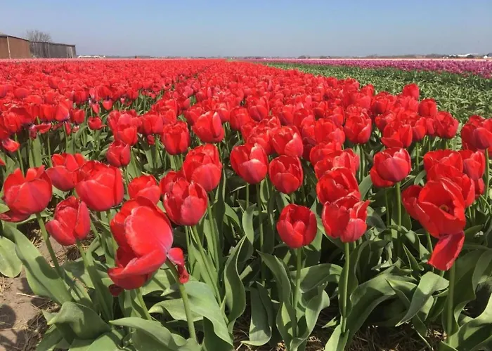 Strandslag 103 Ground Floor Apartamento Julianadorp